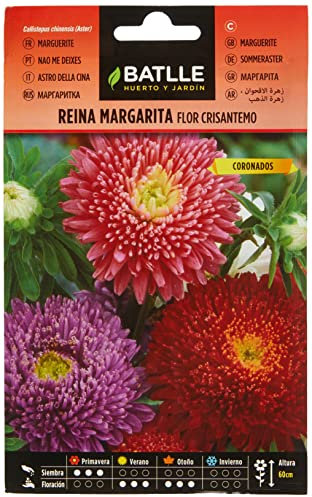 Semillas Batlle Reina Marg. FLOR CRISANTEMO