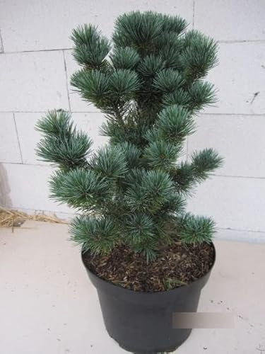 Pinus parviflora Tokyo Dwarf - Japanische Mädchen-Kiefer 30-40