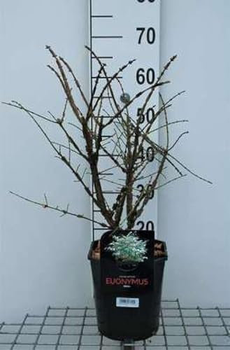 Euonymus alatus - Fusain Ailé, Bonnet D'Évêque 40-50 cm en pot