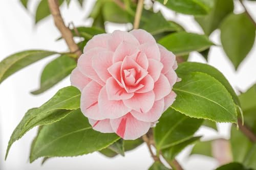 Kamelie Camellia japonica Bonomiana 30-40 cm, immergrün, pflegeleicht