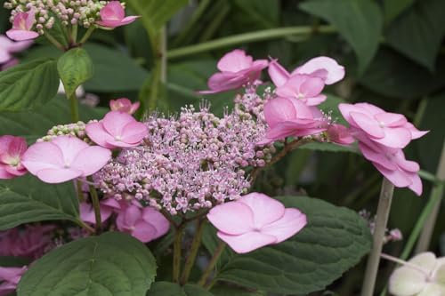 Hydrangea serrata 'Rosalba' 60–80 cm – Winterhart, Mehrjährig, Pflegeleicht – Berghortensie – Blütenstrauch für Garten & Kübel