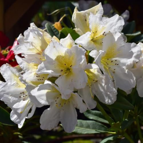 Rhododendron 'Silver Sixpence' – White Trumpet-Shaped Flowers with Pale Lemon Spots, Compact Habit, Evergreen Shrub, 1X 7 Litre Pot by Thompson and Morgan