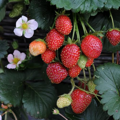Bedwen Strawberry 'Roman' F1 Plug Plant x4 – Decorative Trailing Variety with Pink Flowers & Aromatic Fruit