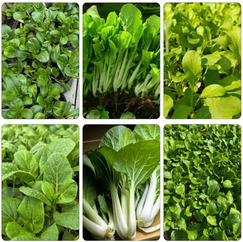 Semillas de pak choi, hojas de mostaza china, orgánico variedades antiguas variedades antiguas Camas elevadas el jardín trepadoras 300pcs