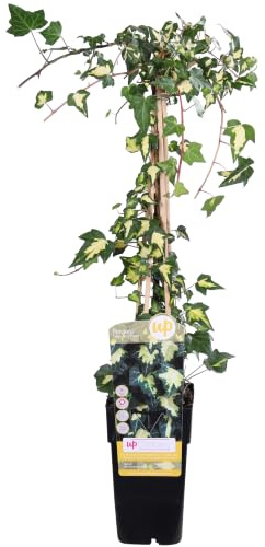 Edera Rampicante Hedera Helix Goldheart, Sempreverde, Verde, Ø15cm, 65cm