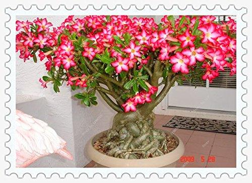 100% True Adenium Obesum Desert Rose Seeds for Home Garden Rose Flower Bonsai Plant Seeds 1pcs/pack: Only Seeds