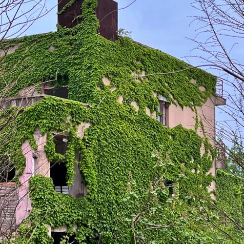 Vite americana, vite capelvenere - verdi, appartamento Parthenocissus Quinquefolia autunnali, resistenti, balcone con giardino di ufficio 60semi