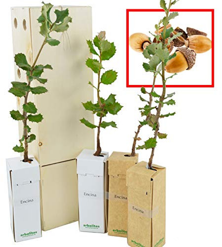 Chêne Vert | Arbre d’Ornement de Petite Taille | Arbre Forestier | Idée Cadeau | Jeune Pousse de 30 cm Reçue dans une Caisse en Bois Réutilisable | Pack 4 Unités