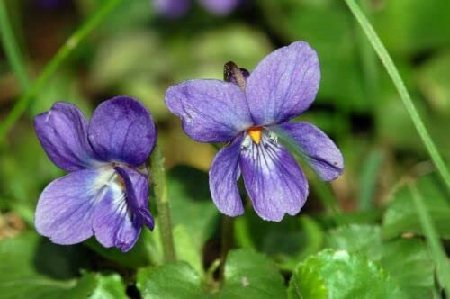 15 Graines de Violette Odorata G465 Graines de Violette Douce Semi