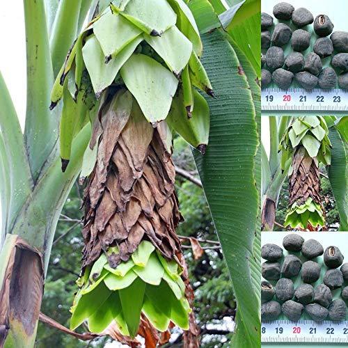 Musa Ensete glaucum - 10 Samen -Schneebanane - frosthart !!