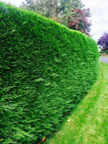 15 Green Leylandii Hedging Evergreen Conifer Plants Fast Growing Shrubs 35-50cm Potted Sunnyside Nurseries