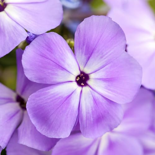 Gartenphlox 'Amethyst'