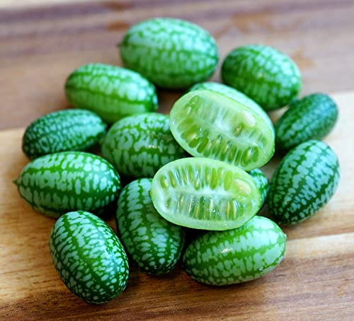 Mexikanische Minigurke - Mini-Wassermelone - Melothria scabra - Exotisch, knackig, dekorativ - Gurke - 20 Samen