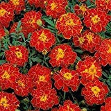 Marigold - (Tagetes patula Nana Doppia Brocade) - Red - 50 semi