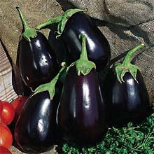 PREMIER SEEDS DIRECT - AUBERGINE - EGG PLANT - BLACK BEAUTY 200 SEEDS - ORGANIC