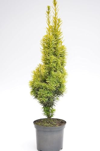 gelbe Säuleneibe Taxus baccata Fastigiata Aureomarginata 30-40 cm hoch im 3 Liter Pflanzcontainer