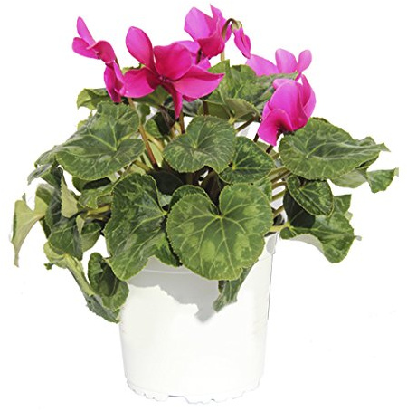 CICLAMEN MINI - CYCLAMEN- VIOLETA DE PERSIA - VIOLETA DE LOS ALPES. DE COLOR VARIADO ¡¡¡ PLANTA NATURAL ¡¡¡ altura: 9 cm aproximado, contenedor: 12 cm. ENVIOS SOLO PENINSULA