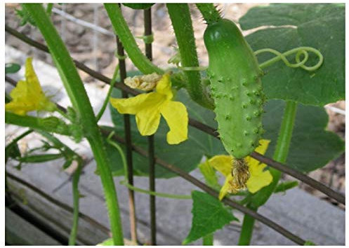 PREMIER SEEDS DIRECT - Cucumber - Gherkin - Piccolo DI Parigi - 35 Seeds - Organic