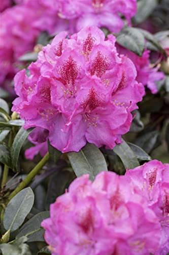 Rhododendron Hybride 'Constanze' 40-50 cm – Immergrün, Winterhart, Mehrjährig – Rhododendron – Zierstrauch für Garten & Kübel