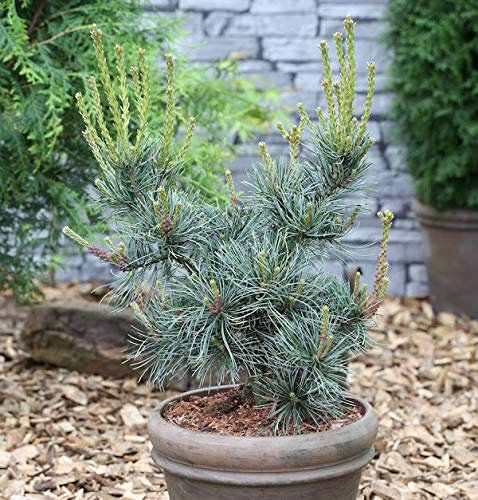 Blaue Mädchenkiefer Glauca 60-80cm - Pinus parviflora - lebende Gartenpflanze aus den Baumschulen