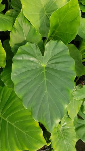 Alocasia odora/Oreille d'Elephant/Conteneur de 2 à 2.9 litres/Plante d'intérieur et d'extérieur