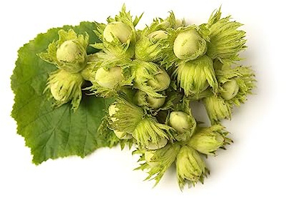 nocciola avellano perenni resistenti all'aria aperta selvatica avellano semi decorativi interni esotici balcone con letti elevati 50pcs