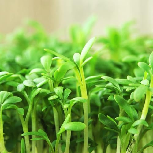 Cress-Curled/Peppergrass (1000 Seeds)