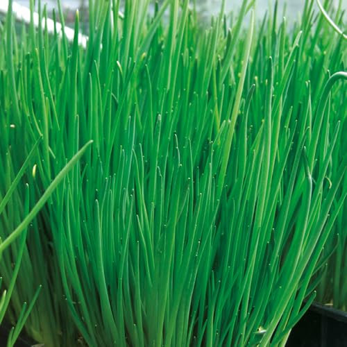 Chive 'Alando' 4 x Plug Plants. Perennial Allium herb. Onion Flavour for Cooking or Salads. Available from Bedwen Plants