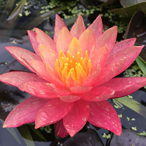 Lotus, RaritäT Mehrfarbige, SeerosenRhizome, Dauerblüher, Mehrfarbig Ertragreicherg. Sehr Exklusiv, Magic of Nature, Winterhart Rhizome, 60pcs-i