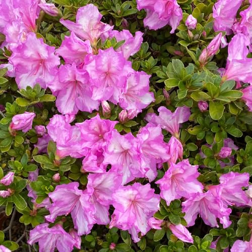 semillas de rododendro, azalea, jardín de rocas raro interior en el balcón orgánicas variedades tradicionales 5pcs
