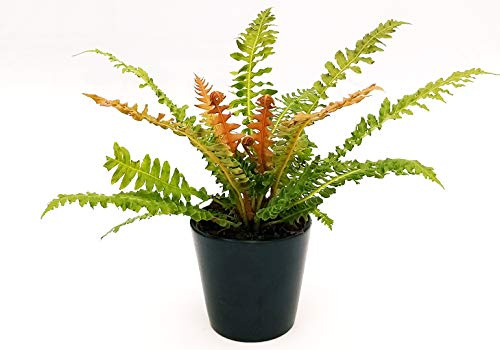 POWERS TO FLOWERS - FELCE LOMARIA DISCOLOR, BLECHNUM DISCOLOR, IN VASO CERAMICA NERO OPACO, pianta vera
