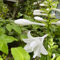 300 piezas Semillas resistentes de la planta hosta - Hosta plantaginea - semillas de flores, jardín semillas de hosta semillas de flores, plantas semillas de hierbas, semillas flores
