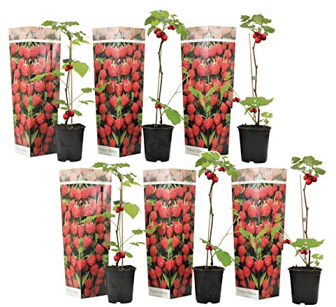 Plant in a Box - Rubus ideaus 'Herbstglück' - Himbeere - Obstpflanzen - Himbeerpflanze - Winterhart - 6er Set - Topf 9cm - Höhe 25-40cm