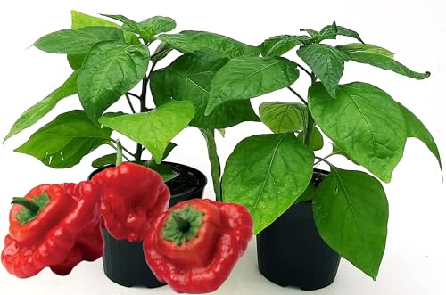 POWERS TO FLOWERS - PEPERONCINO JAMAICAN BIO, 2 PIANTE, Vaso 10cm, piante vere