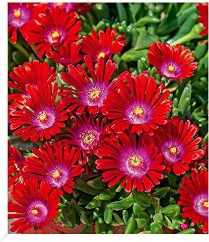 BALDUR Garten Winterharte Eisblume Sundella Red®,2 Pflanzen, winterharte Staude, trockenresistent, mehrjährig, bienenfreundlich, pflegeleicht, Wasserbedarf gering, blühend, Delosperma