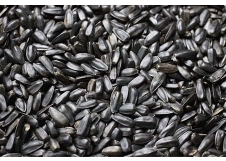 Semi di Girasole Nero per Uccelli Selvatici – Mangime Premium ad Alto Valore Energetico (5Kg)