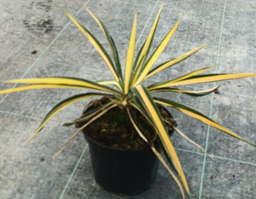 Yucca filamentosa 'Color Guard' / Yucca filamenteux Panaché/Conteneur de 2 à 2.9 litres/Résistant au sec