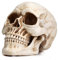 Readaeer Calavera Resina Decoración de Halloween Cráneo Humano Modelo (Tradicional)