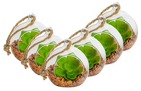 Nicola Spring Pflanzenterrarien aus Glas - Set für Sukkulenten, Farne und Kakteen - zum Hinstellen oder Aufhängen - 80 mm - 6er-Set