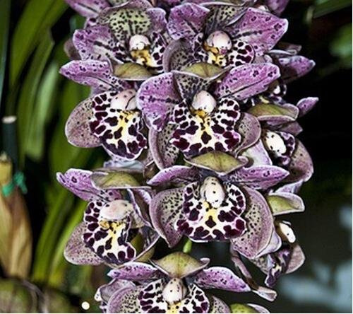 Unique Purple Spots Cymbidium Faberi Décoratif Balcon Bonsaï Plantes Couleur Graines De Fleurs D'Orchid + Cadeau Secret- 10 Pcs