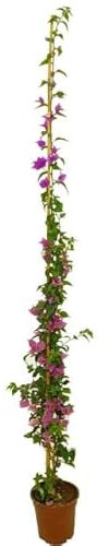Buganvilla con Tutor | Altura ± 120cm | DECOALIVE | Bougainvillea Flor Natural de Exterior | Planta Trepadora