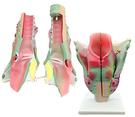 WEISSBIGR Lehrmodell, anatomisch vergrößertes Modell des Kehlkopfes, unterteilt in Sieben Teile