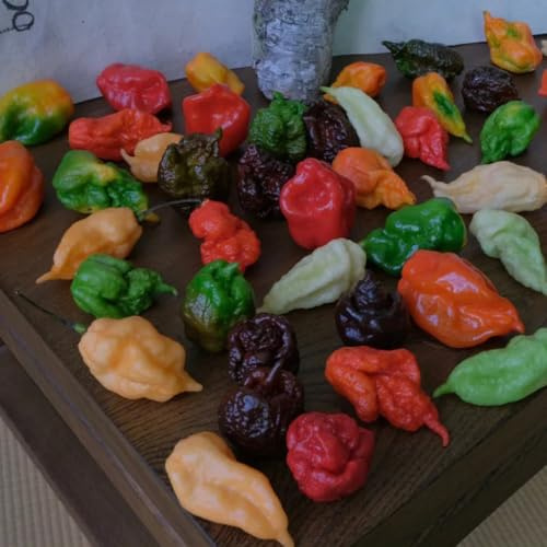 Semillas de chile Carolina Reaper, semillas de jardín orgánicas de invierno 120pcs