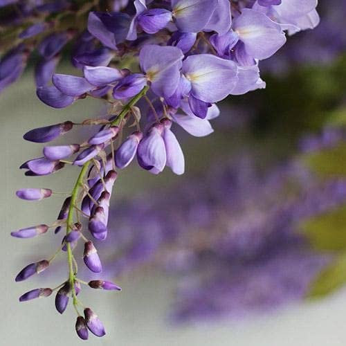 Wisteria floribunda ‘issai-naga’ – glicine viola pianta rampicante vera, fioritura precoce, pianta da esterno per giardino, 10m altezza, fiori blu chiaro