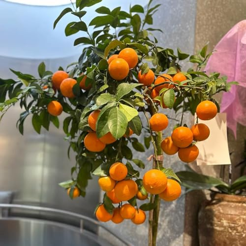 semi resistenti di limone - esterno giardino interno esotiche 100pcs