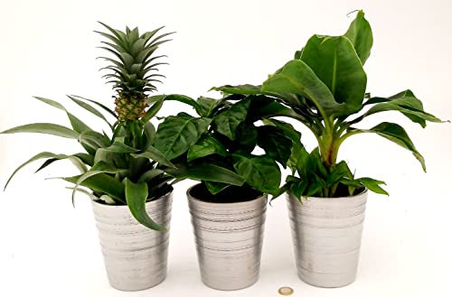 POWERS TO FLOWERS - PIANTA DEL BANANO, PIANTA DEL CAFFE', PIANTA DELL'ANANAS, TRIS PIANTE DA FRUTTO TROPICALI, IN VASO CERAMICA ARGENTO, vaso13CM, piante vere