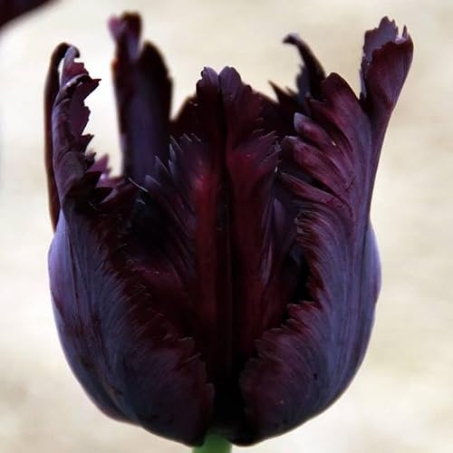 Papageie Tulpen Exotic Gefranste Gezackte Blumenzwieblen Tulpenzwiebeln Onion Knollen Farbe Sorte zur Auswahl Winterhart mehrjährig Tulpe (Black Parrot- 5 Stk.)