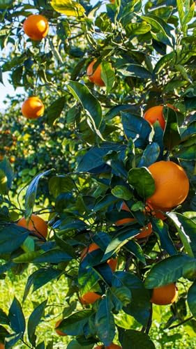 Pianta di Arancio Tarocco in Fitocella - Frutti Dolci e Aromatici