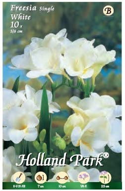 Holland Park bulbi da fiore di molte varietà e colori in sacchetto blister con foto (FRESIE SEMPLICI BIANCA 10 bulbi)