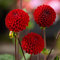 Dalias Bulbos De Flores Resistentes Bulbos De Ornamentales Perennes Flores Frescas Dalias Resistentes Plantas En Macetas Plantas De JardíN Decoraciones De JardíN 2 TubéRculos De Dalia (Rojo)